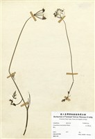 藏品(玉山彎柱芎)的圖片